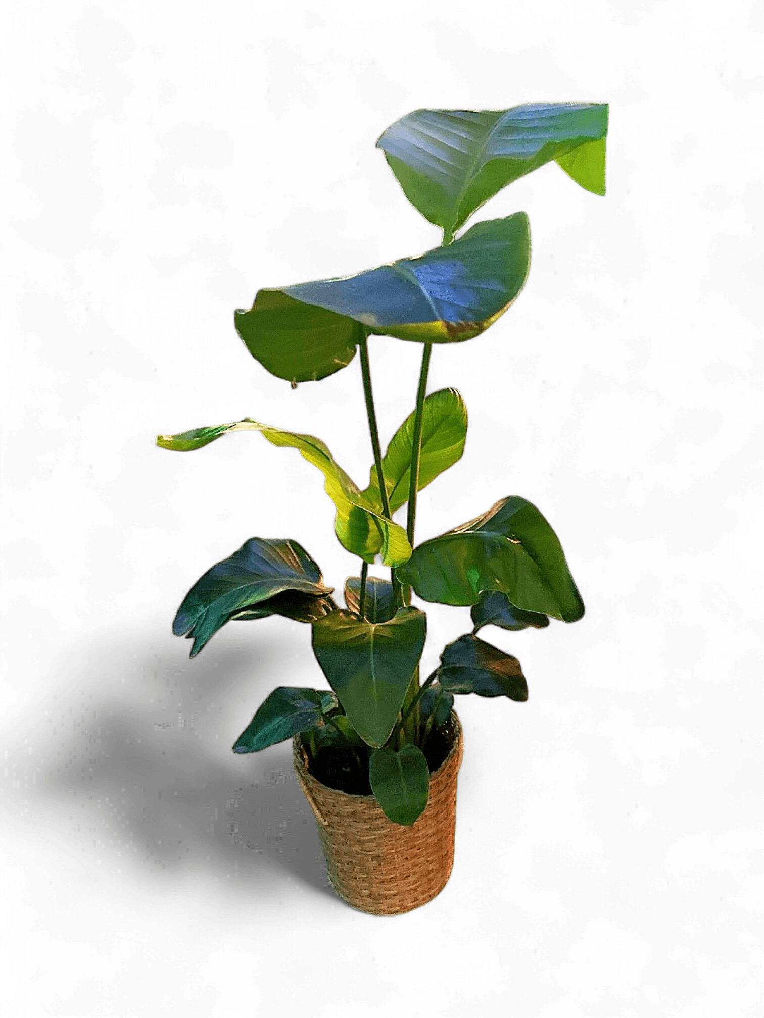 Lush Indoor Plant in Stylish Woven Basket 1