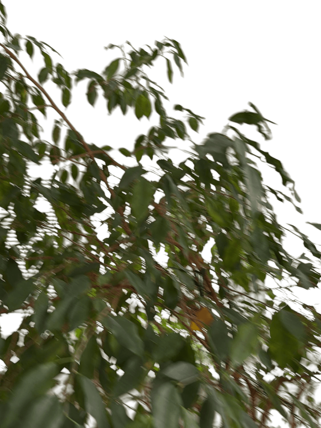 Large Indoor Ficus Tree with Grey Pot and Decorative Metal Stand 2