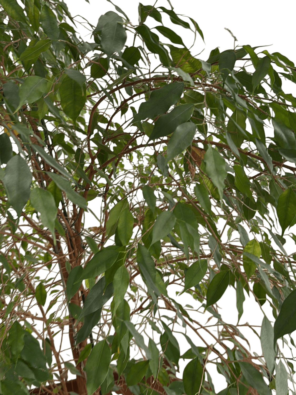 Large Indoor Ficus Tree with Grey Pot and Decorative Metal Stand 10