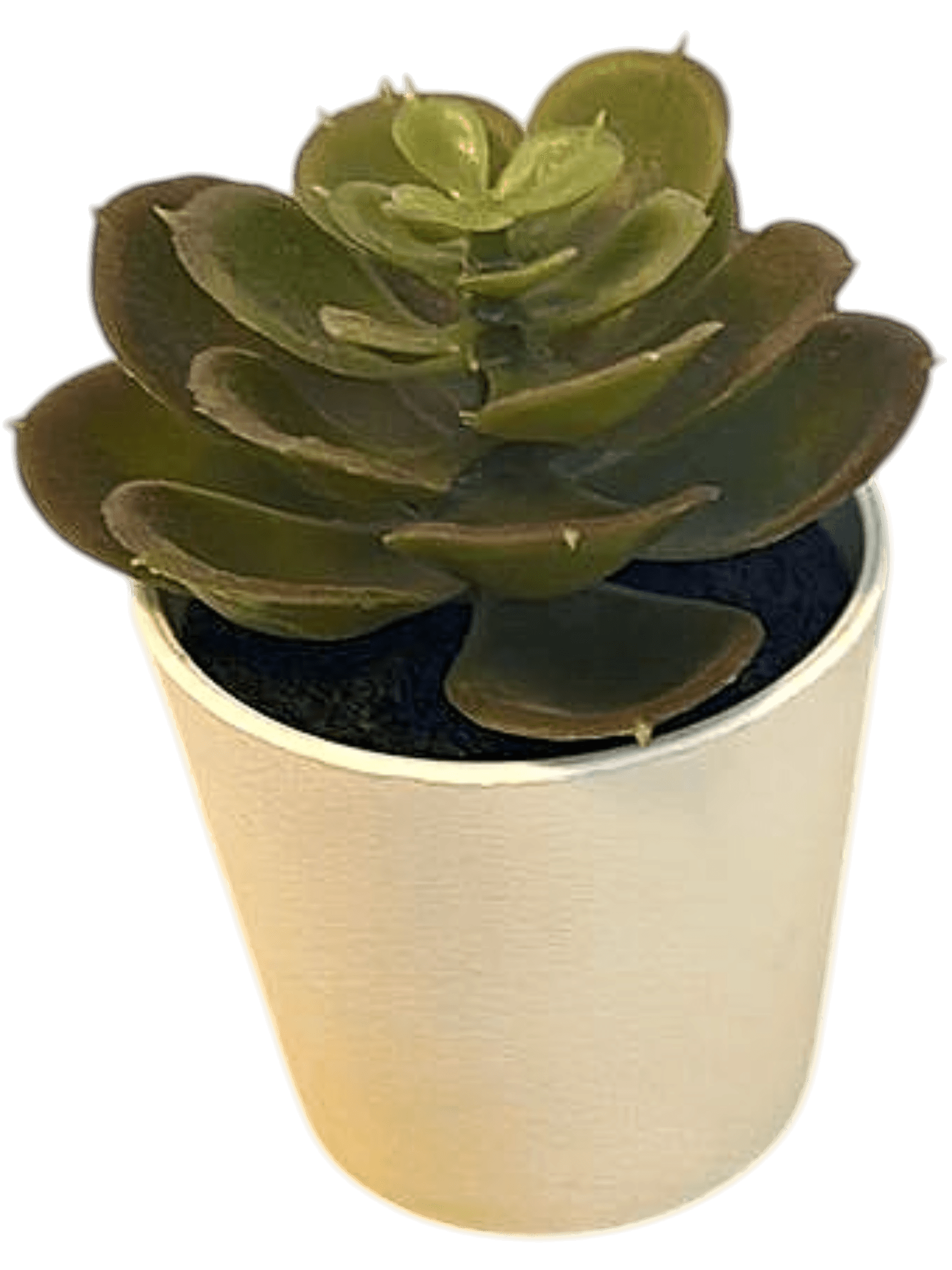 Artificial Succulent Plant in White Pot - Home Decor 2