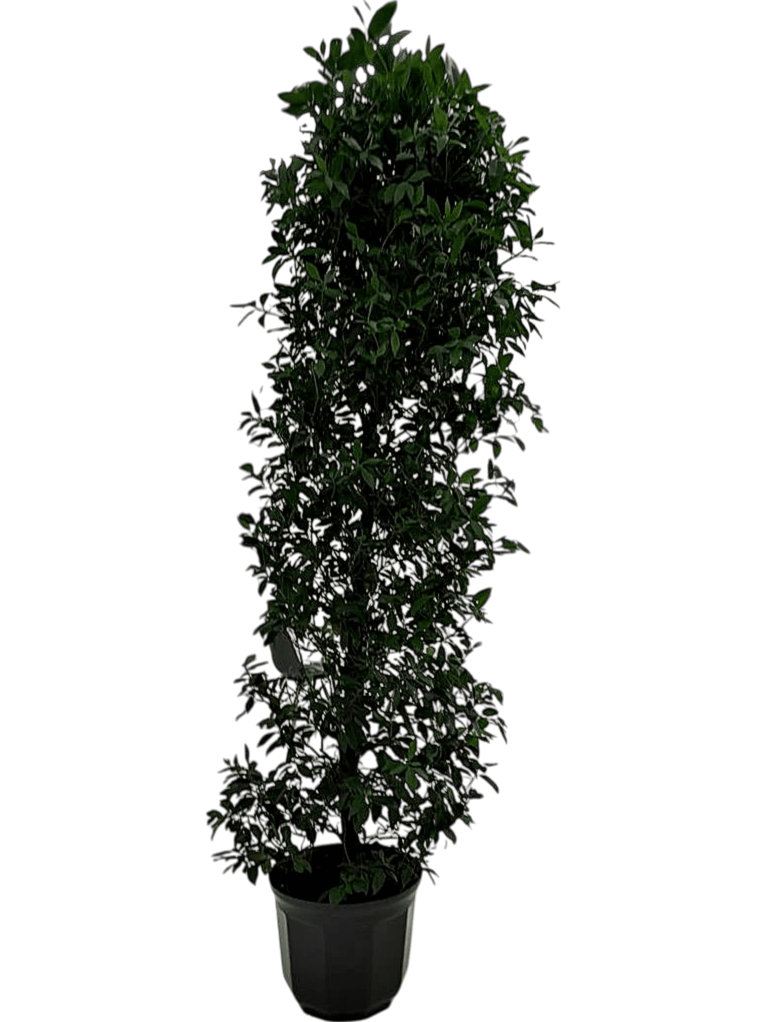 Große Zimmerpflanze im Topf - Dekorativer künstlicher Baum für Innenräume 1