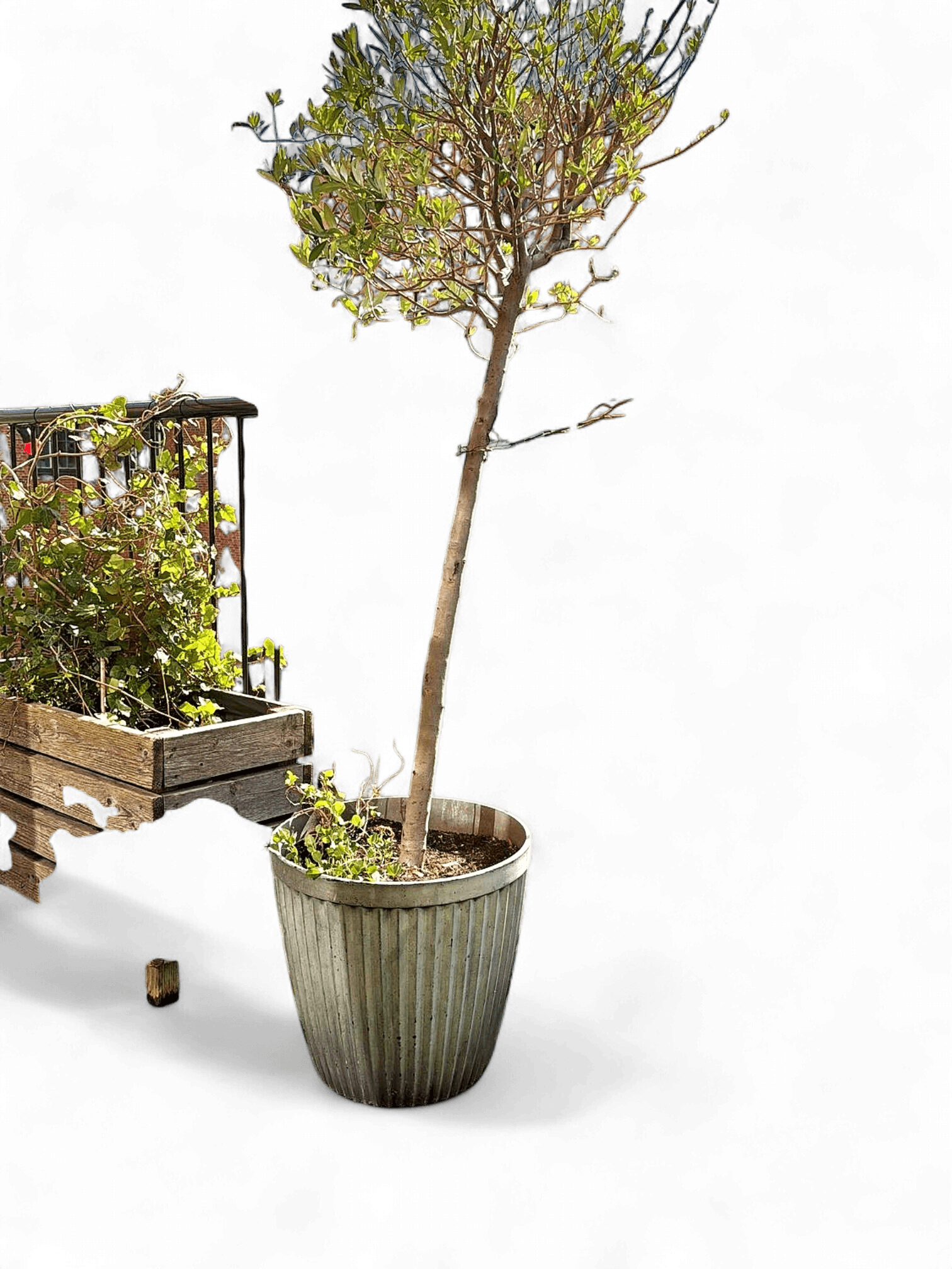 Grey Ceramic Planter Pot with Young Tree - Outdoor Balcony Garden 2