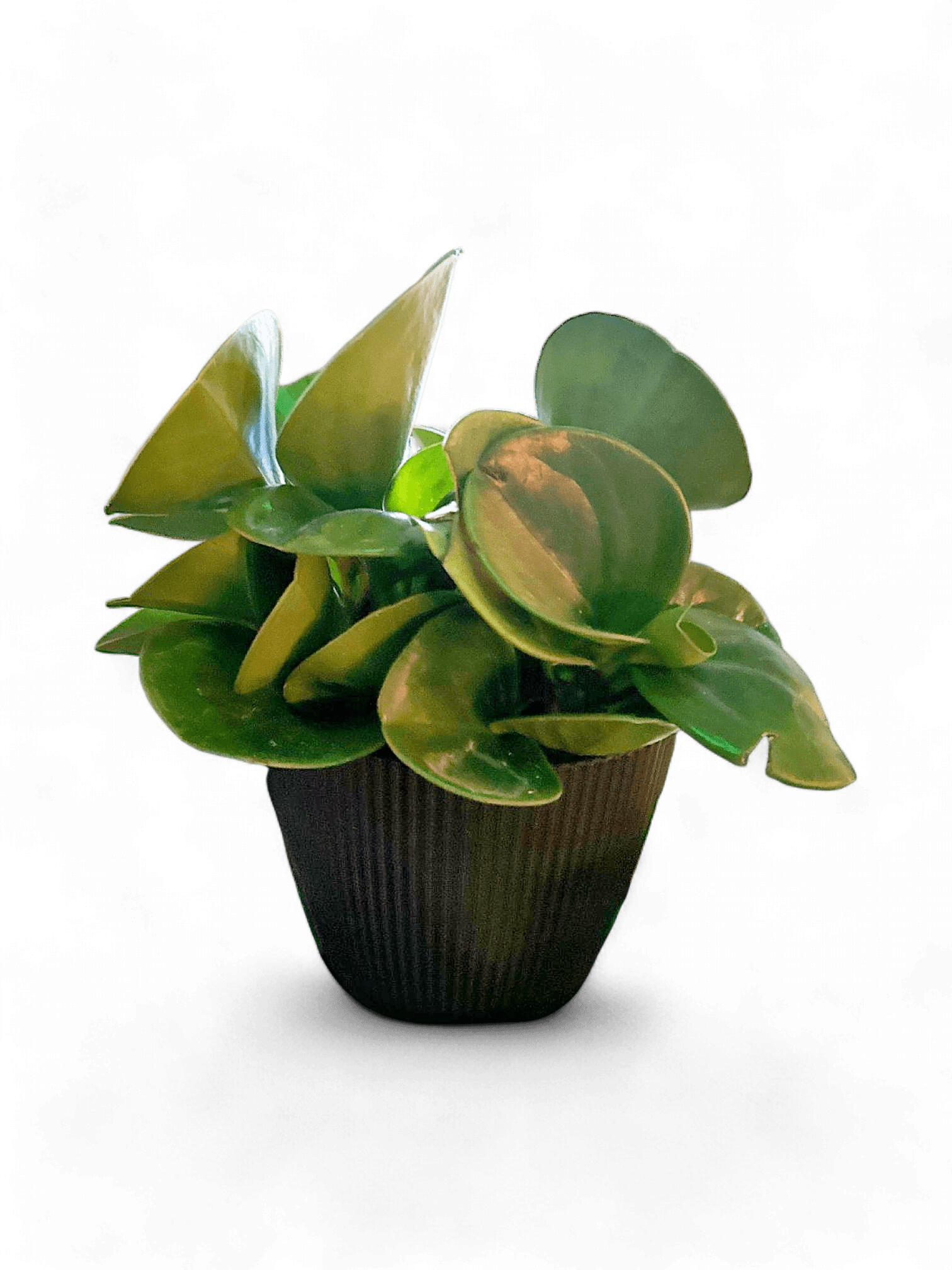 Healthy Peperomia Plant in Black Pot - Perfect Indoor Greenery 1