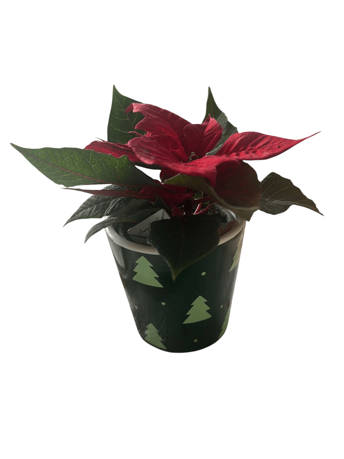 Christmas Poinsettia Plant in Festive Green Pot with Tree Design 2