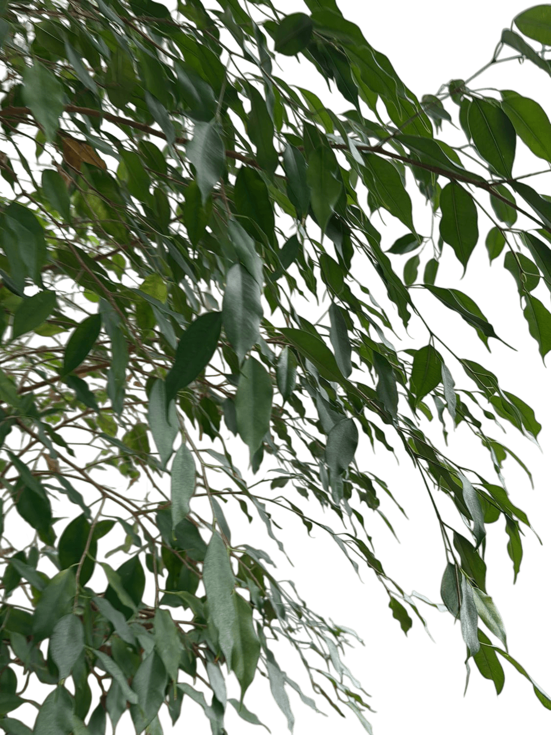 Large Indoor Ficus Tree with Grey Pot and Decorative Metal Stand 8