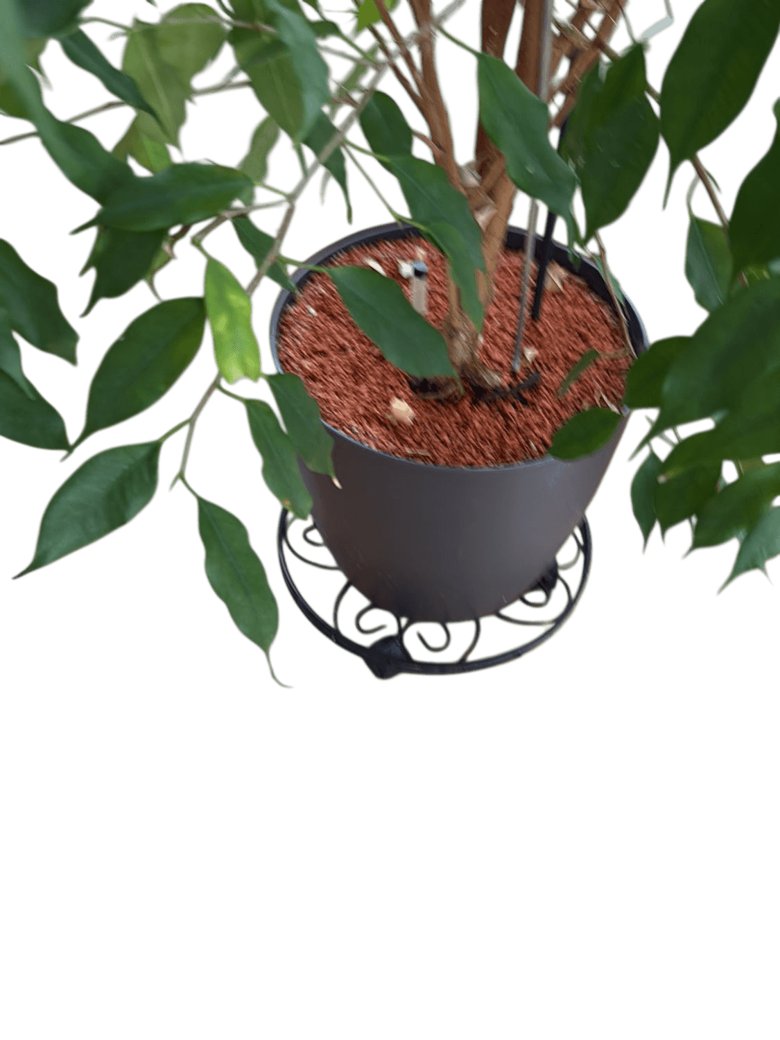 Large Indoor Ficus Tree with Grey Pot and Decorative Metal Stand 3