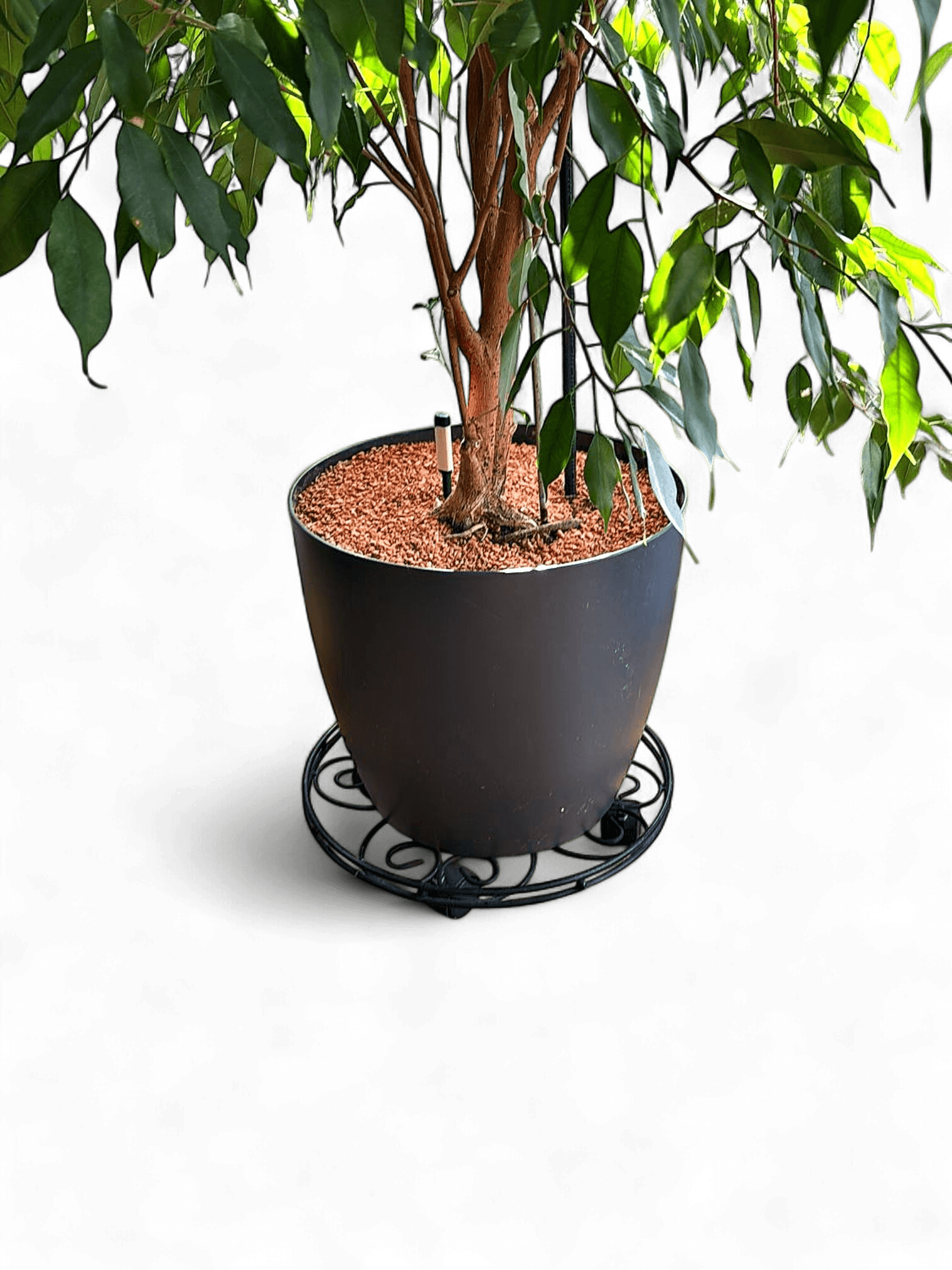Large Ficus Tree in Grey Ceramic Pot with Metal Plant Stand 2