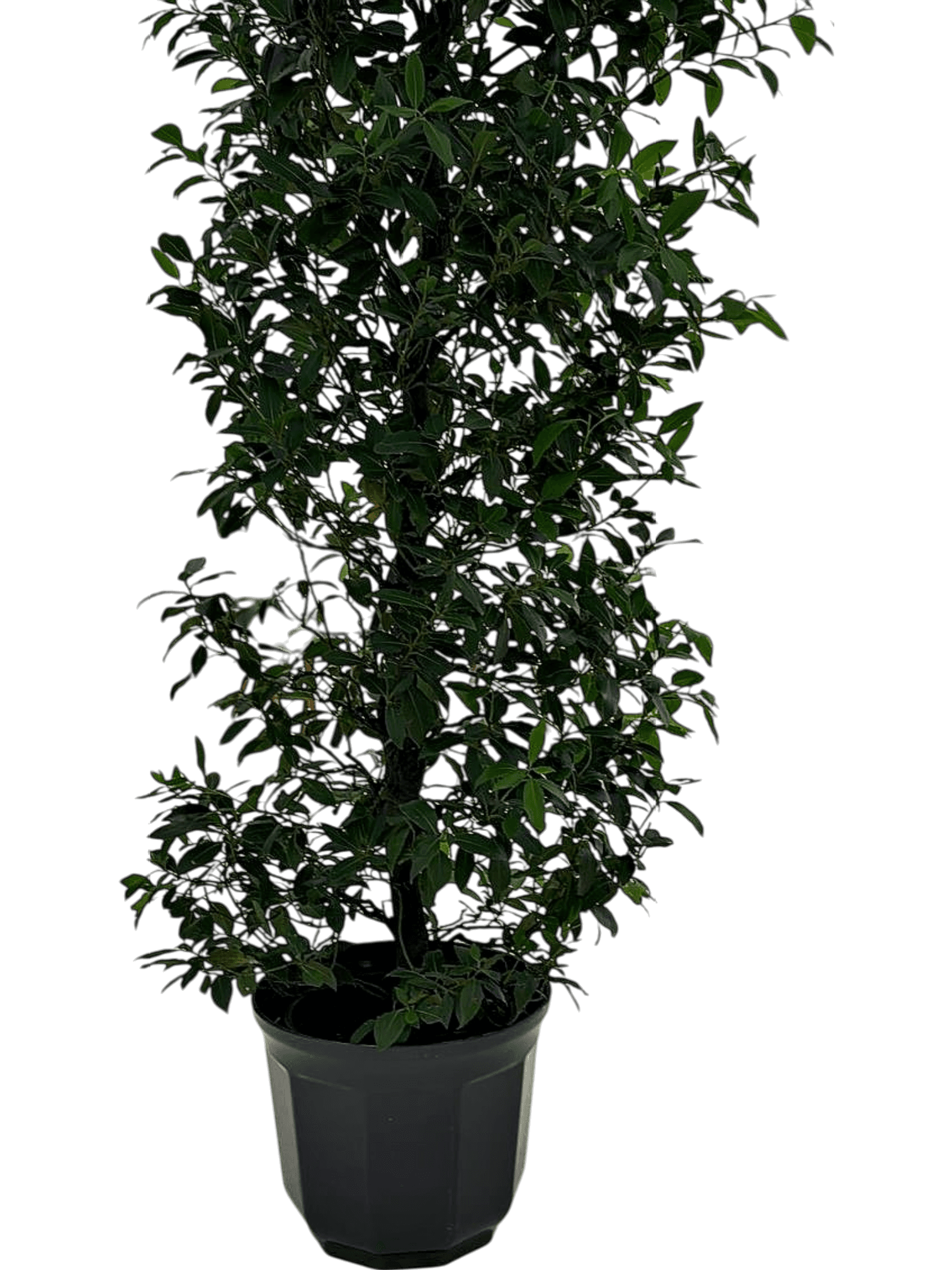 Große Zimmerpflanze im Topf - Dekorativer künstlicher Baum für Innenräume 2