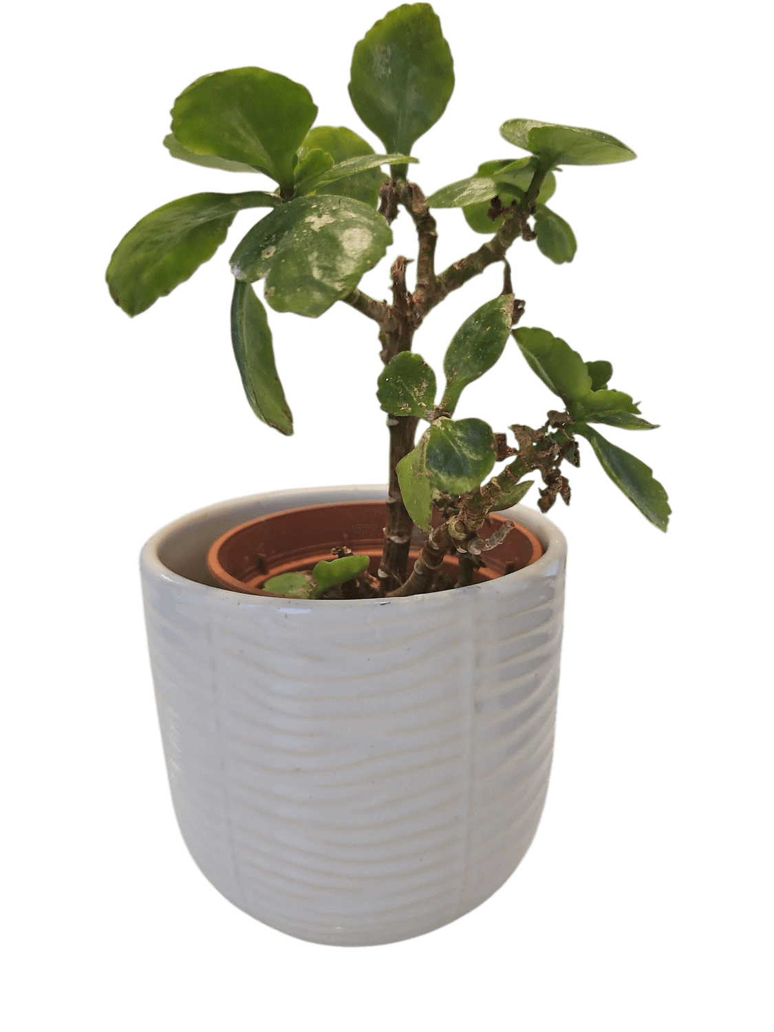 Small Indoor Plant in White Textured Ceramic Pot