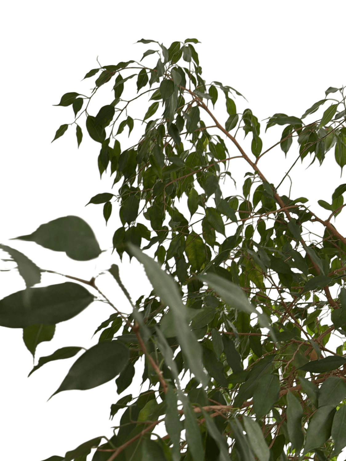 Large Indoor Ficus Tree with Grey Pot and Decorative Metal Stand 9