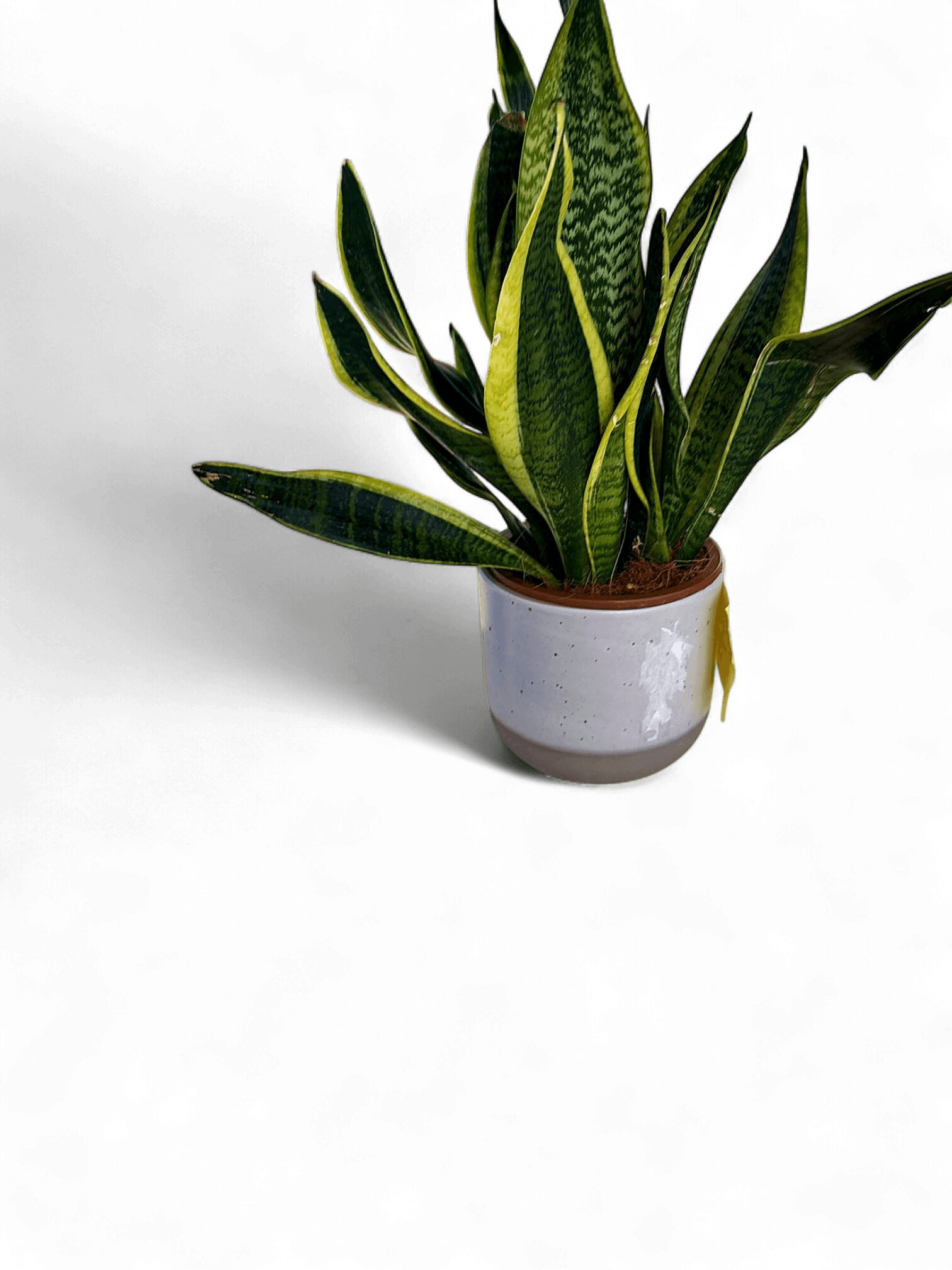 Snake Plant (Sansevieria) in Decorative Ceramic Pot with Horse Sticker 13