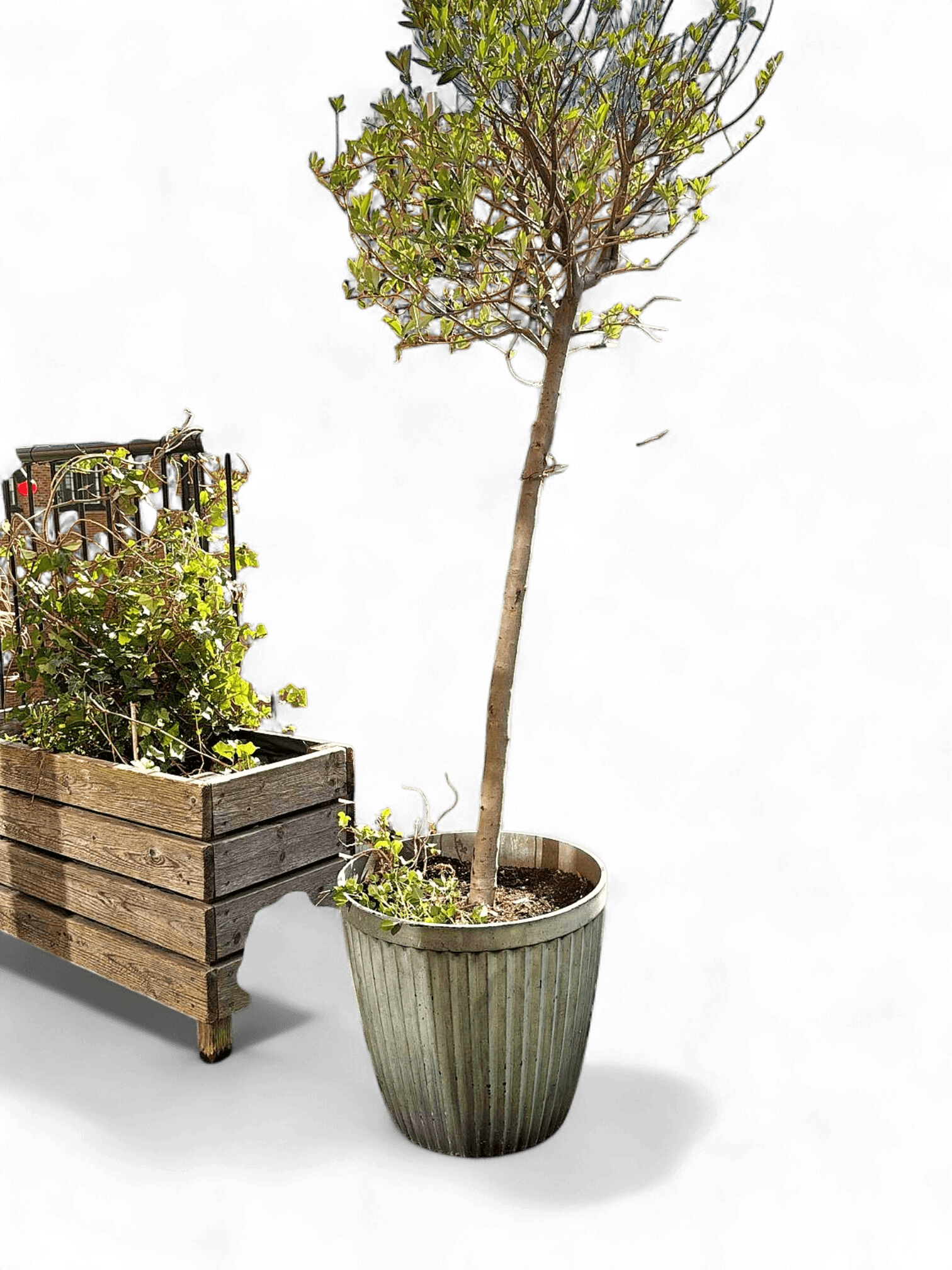 Grey Ceramic Planter Pot with Young Tree - Outdoor Balcony Garden 1