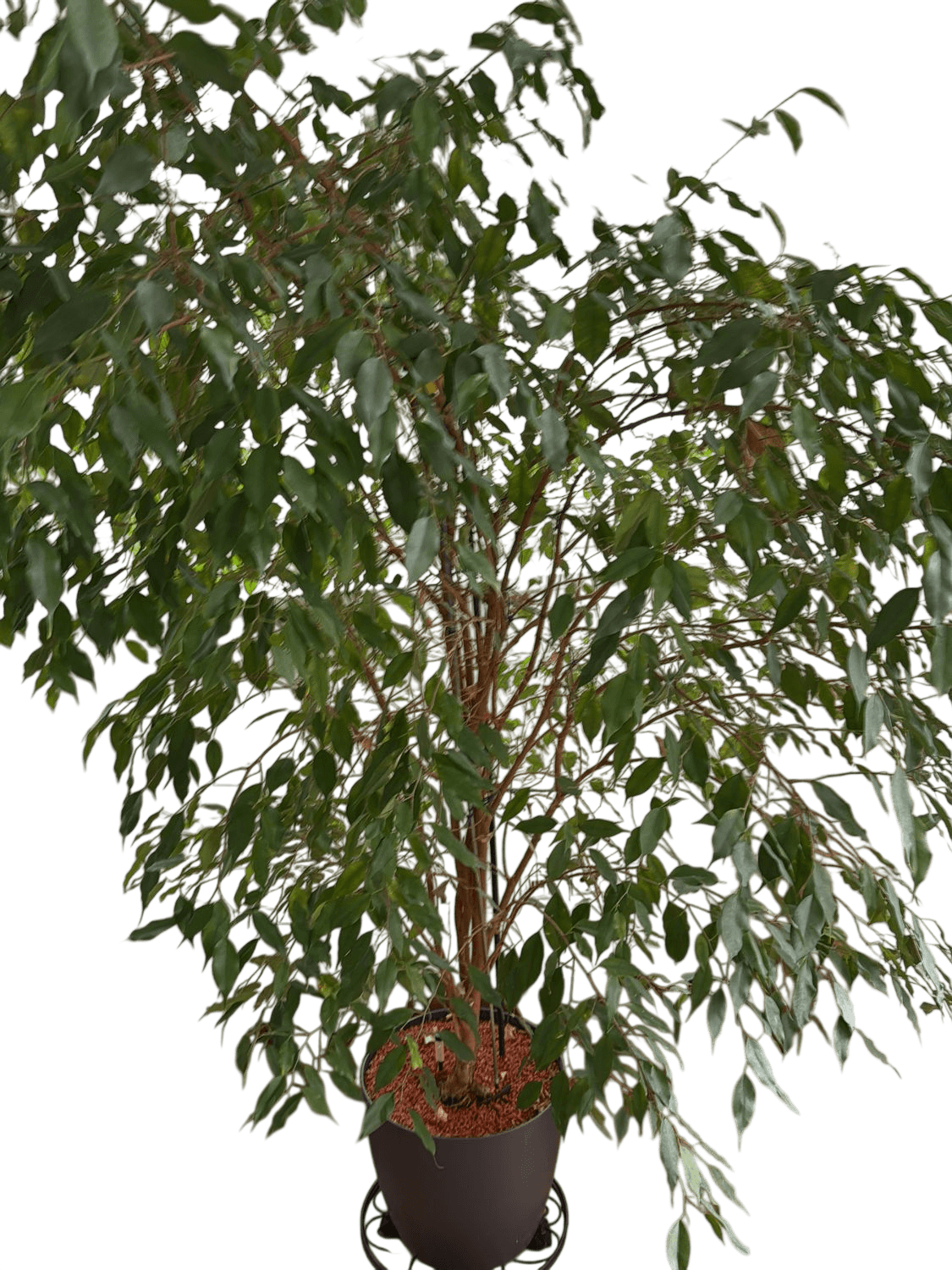 Large Indoor Ficus Tree with Grey Pot and Decorative Metal Stand 5