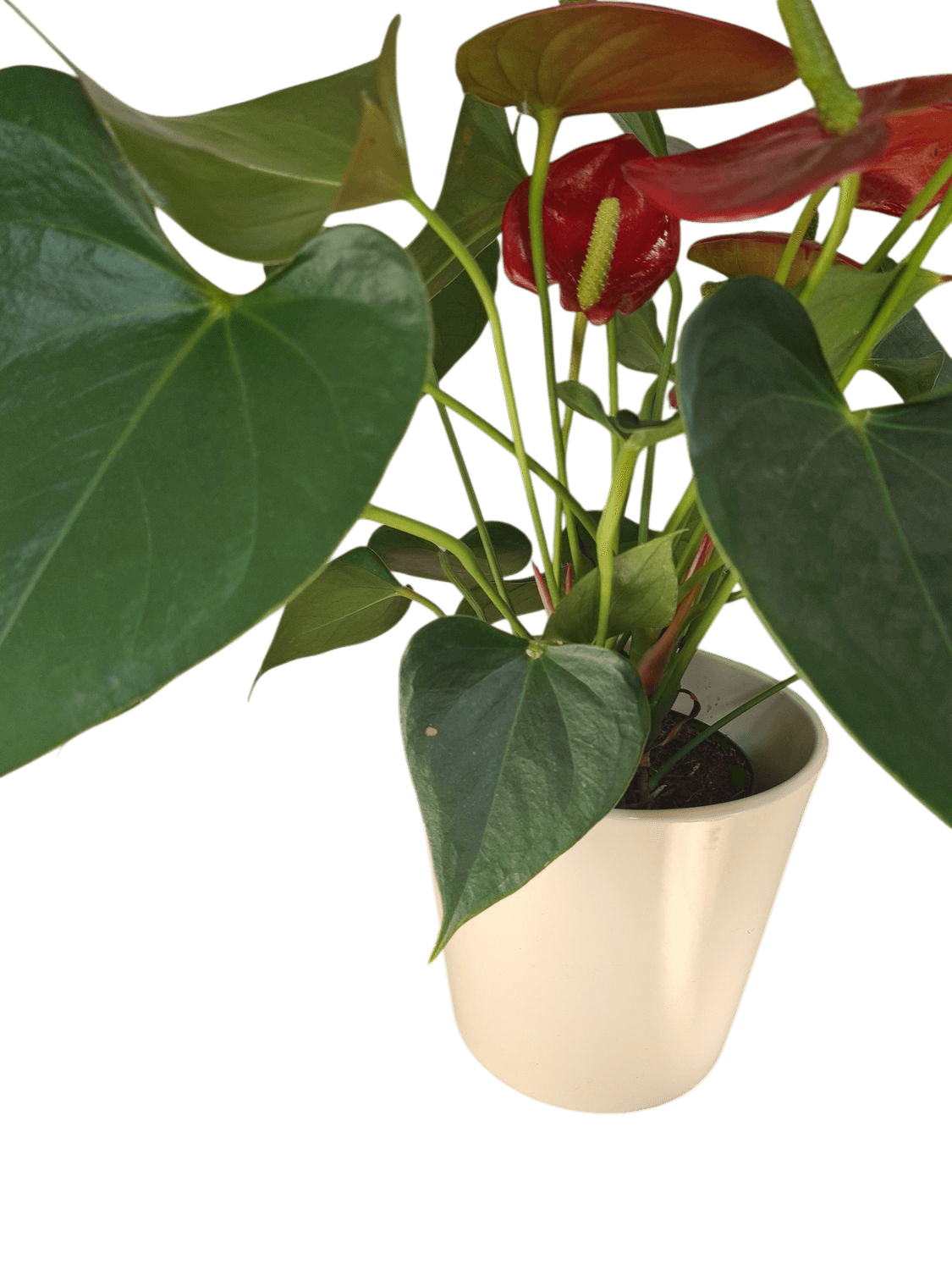 Anthurium Plant with Red Flowers in White Ceramic Pot 2