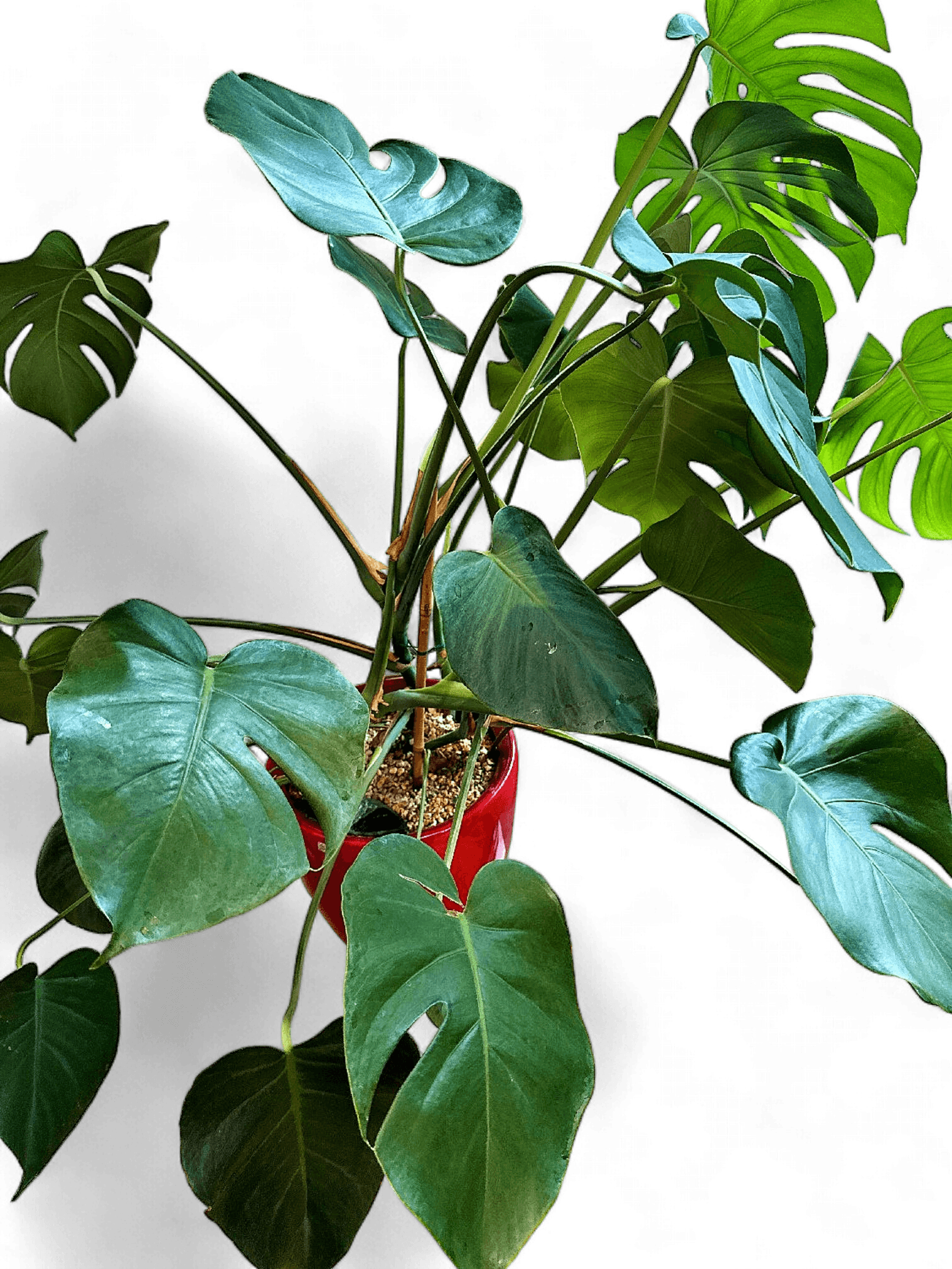 Lush Monstera Deliciosa Houseplant 1