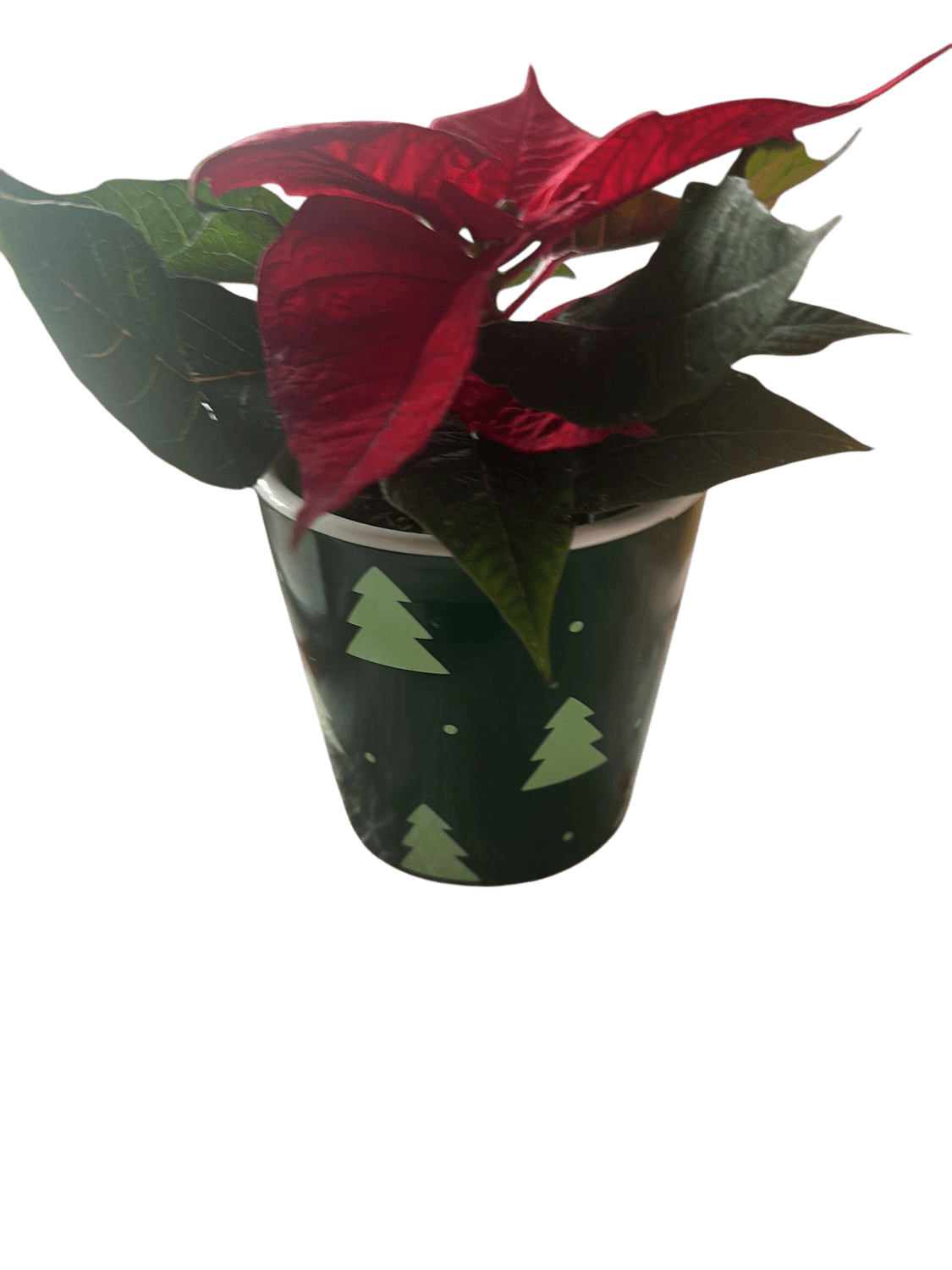Christmas Poinsettia Plant in Festive Green Pot with Tree Design