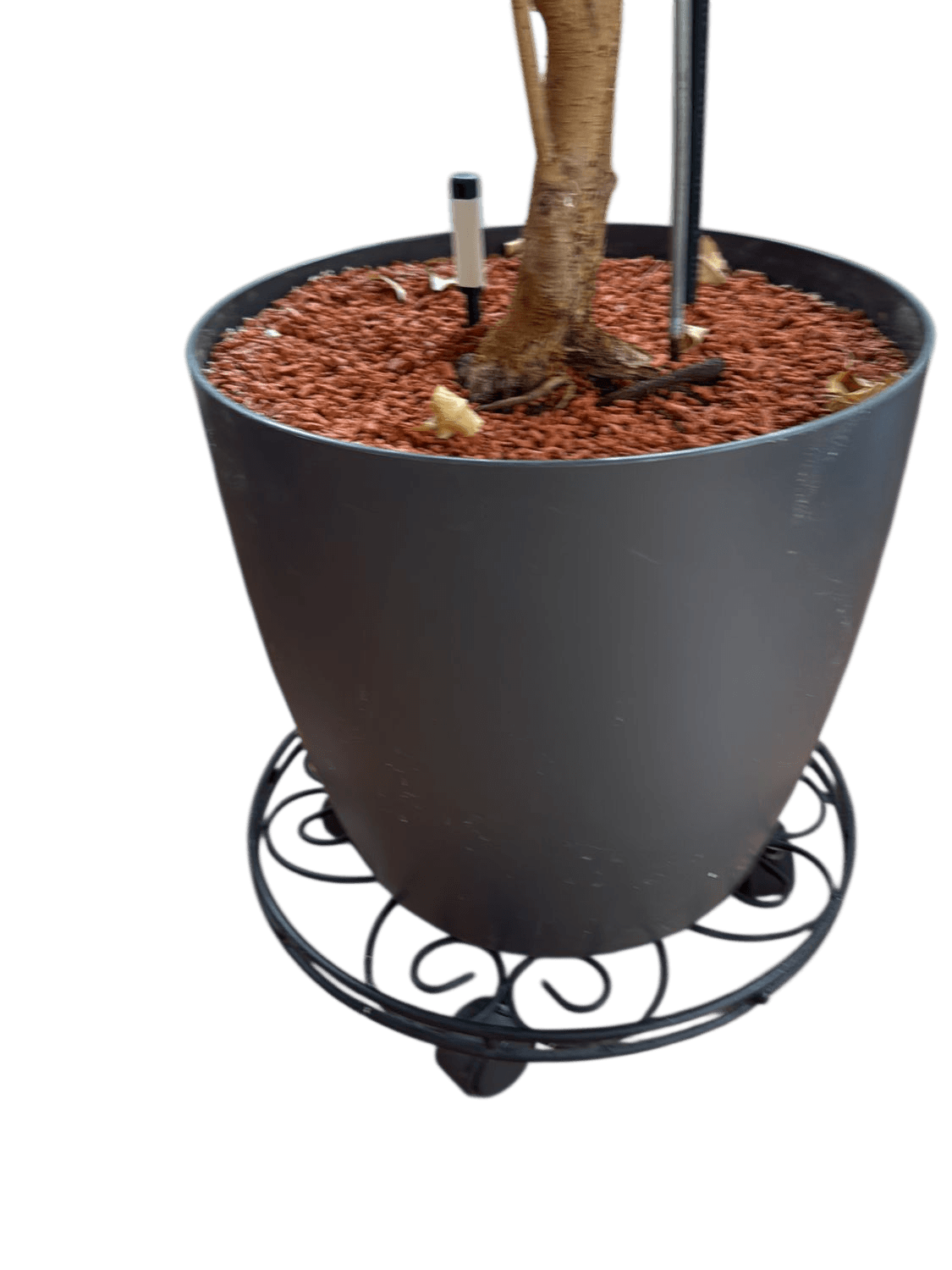 Large Indoor Ficus Tree with Grey Pot and Decorative Metal Stand