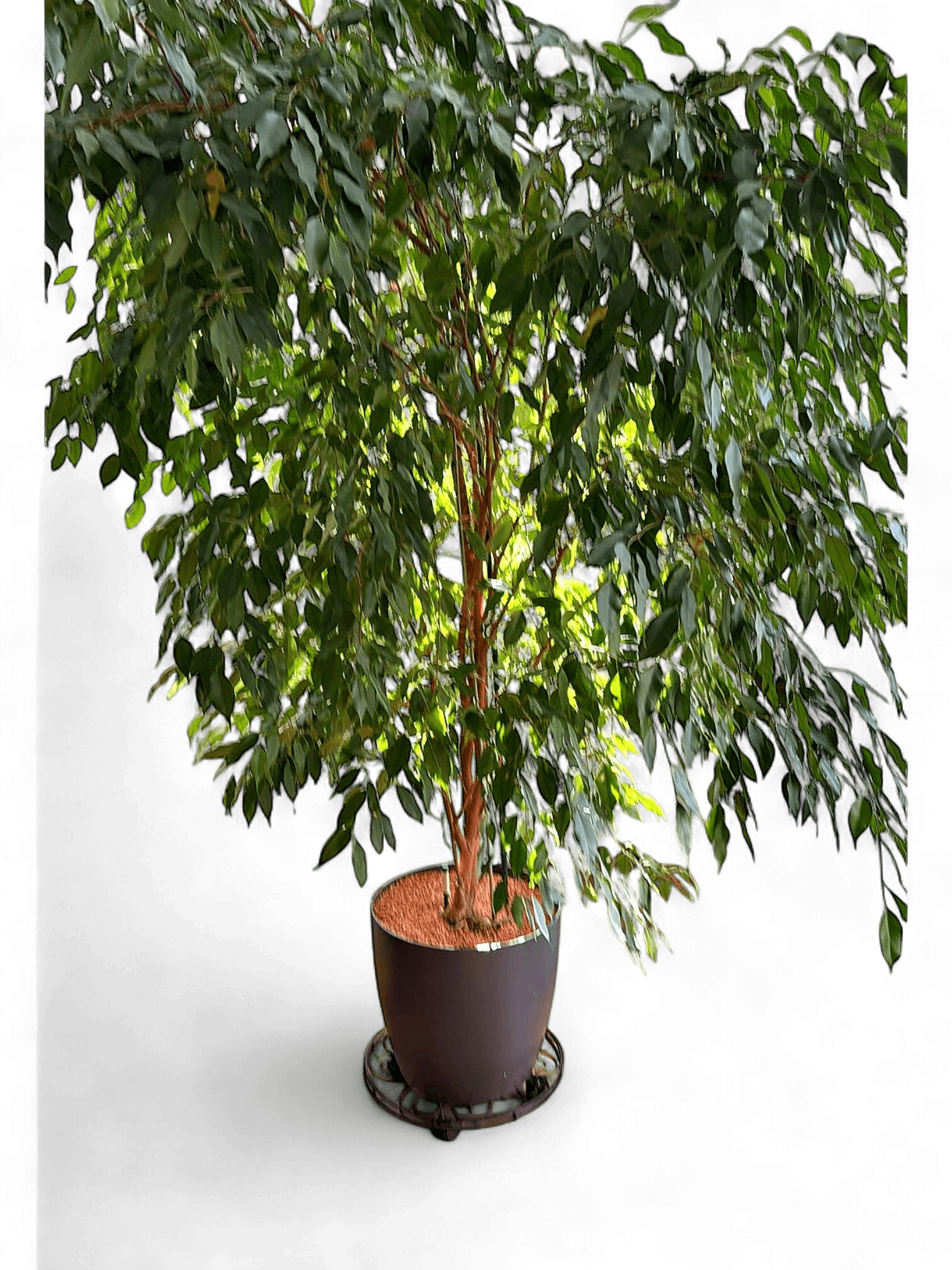 Large Ficus Tree in Grey Ceramic Pot with Metal Plant Stand 1