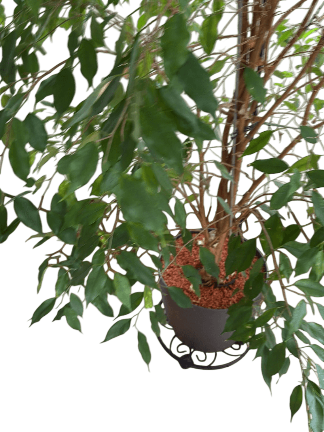 Large Indoor Ficus Tree with Grey Pot and Decorative Metal Stand 7