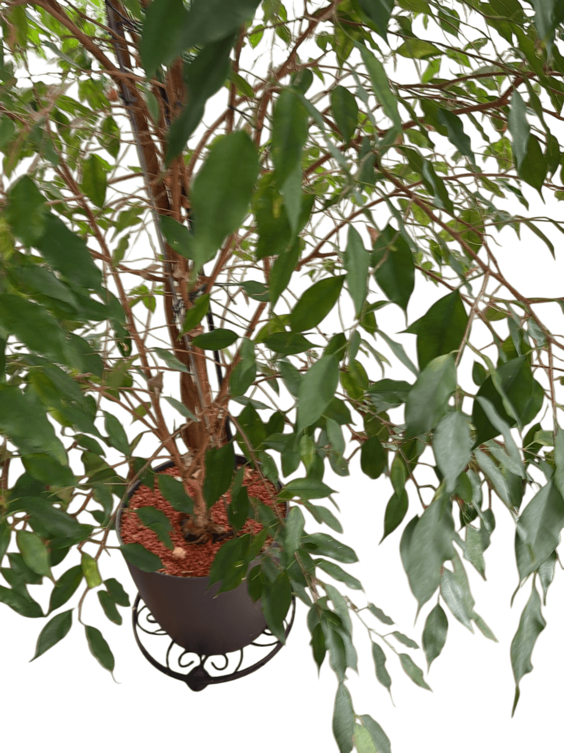 Large Indoor Ficus Tree with Grey Pot and Decorative Metal Stand 4