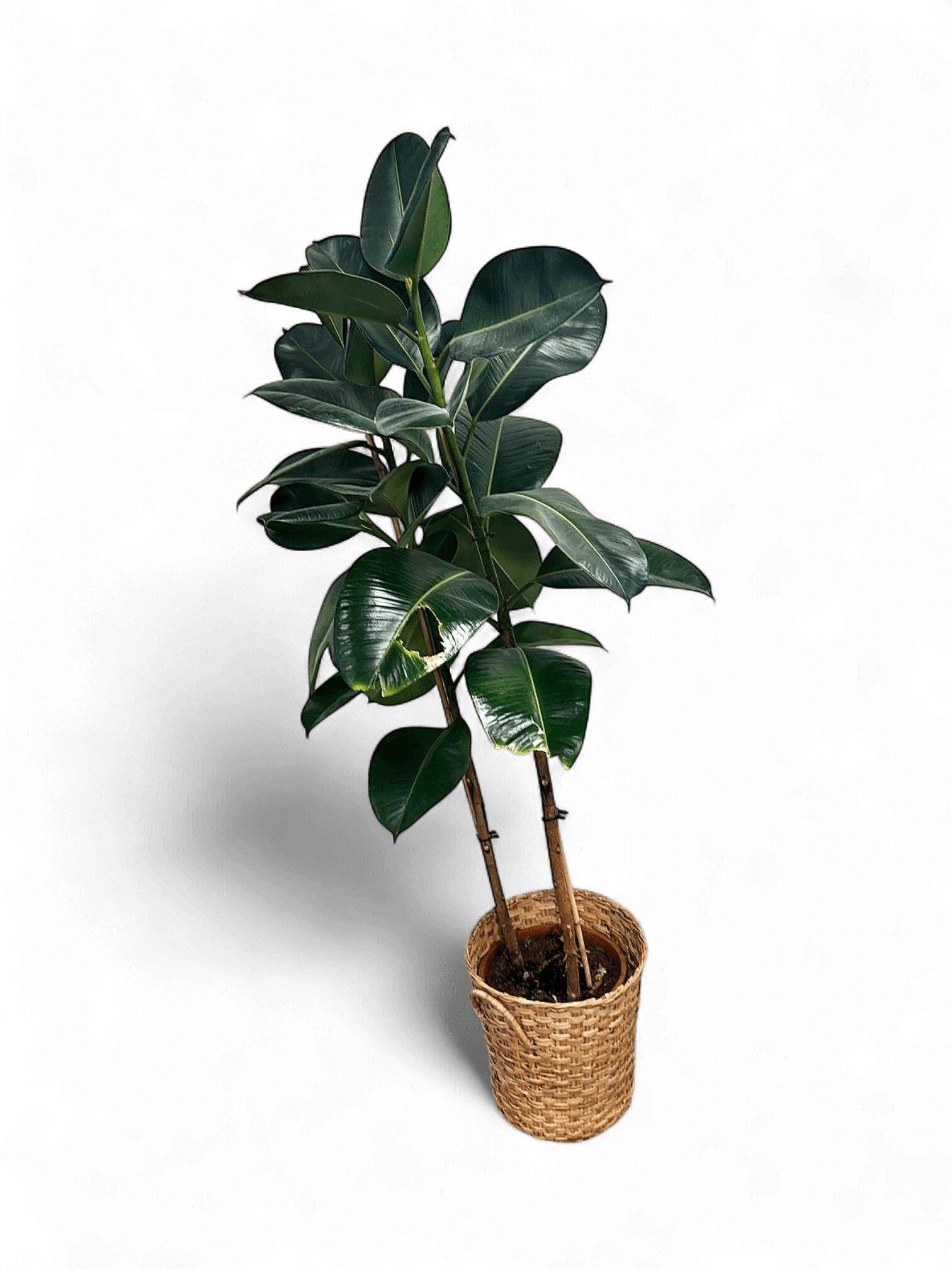 Healthy Rubber Plant (Ficus Elastica) in Wicker Basket