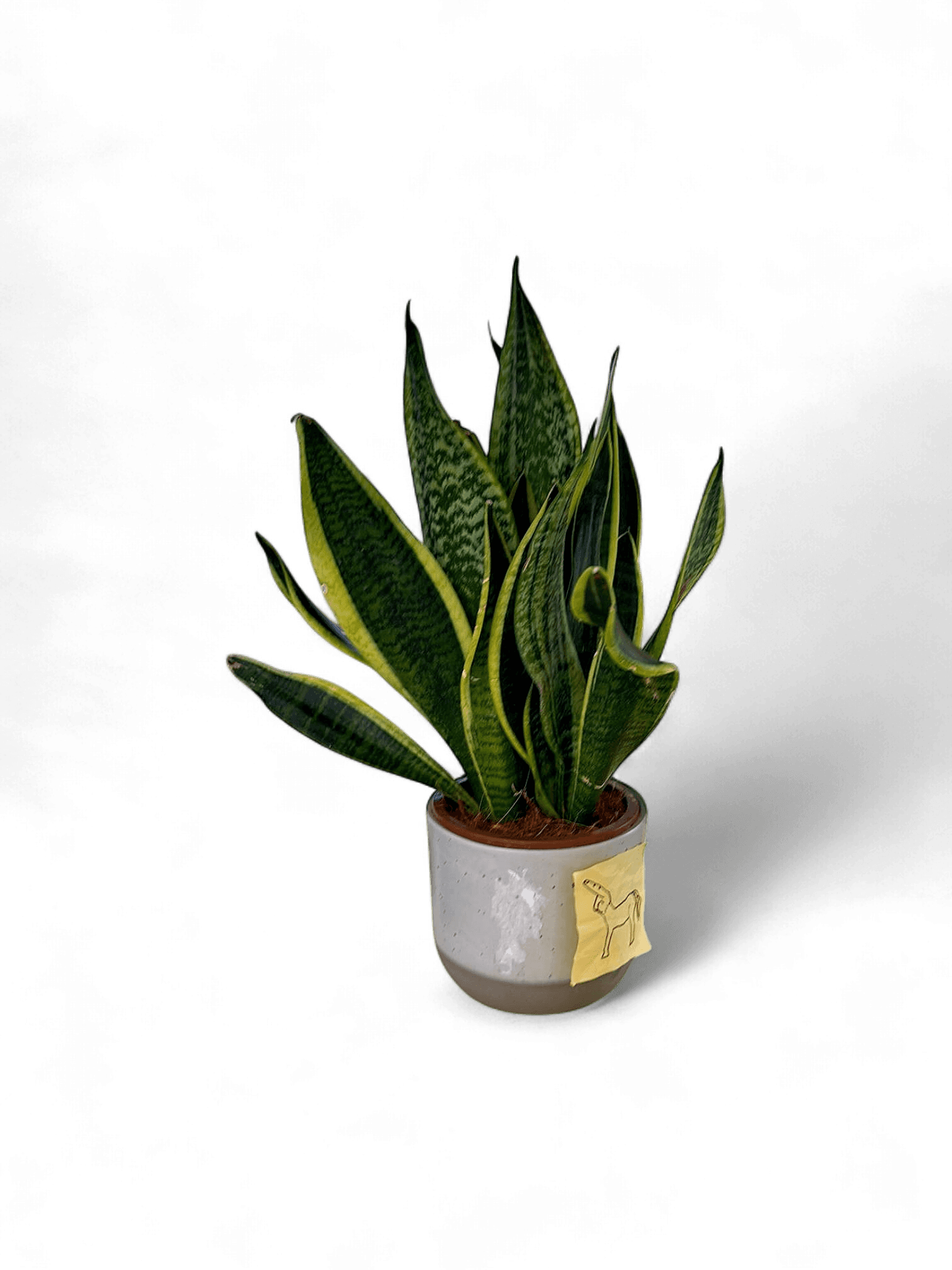 Snake Plant (Sansevieria) in Decorative Ceramic Pot with Horse Sticker 7