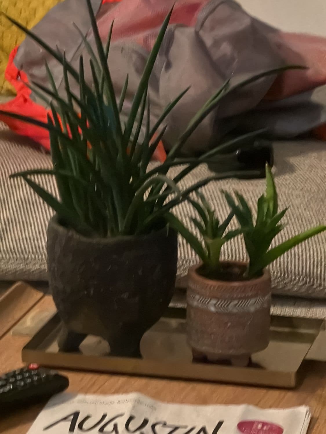 2 Dekorative Keramiktöpfe mit Sukkulenten/Gräsern im Boho-Stil 1