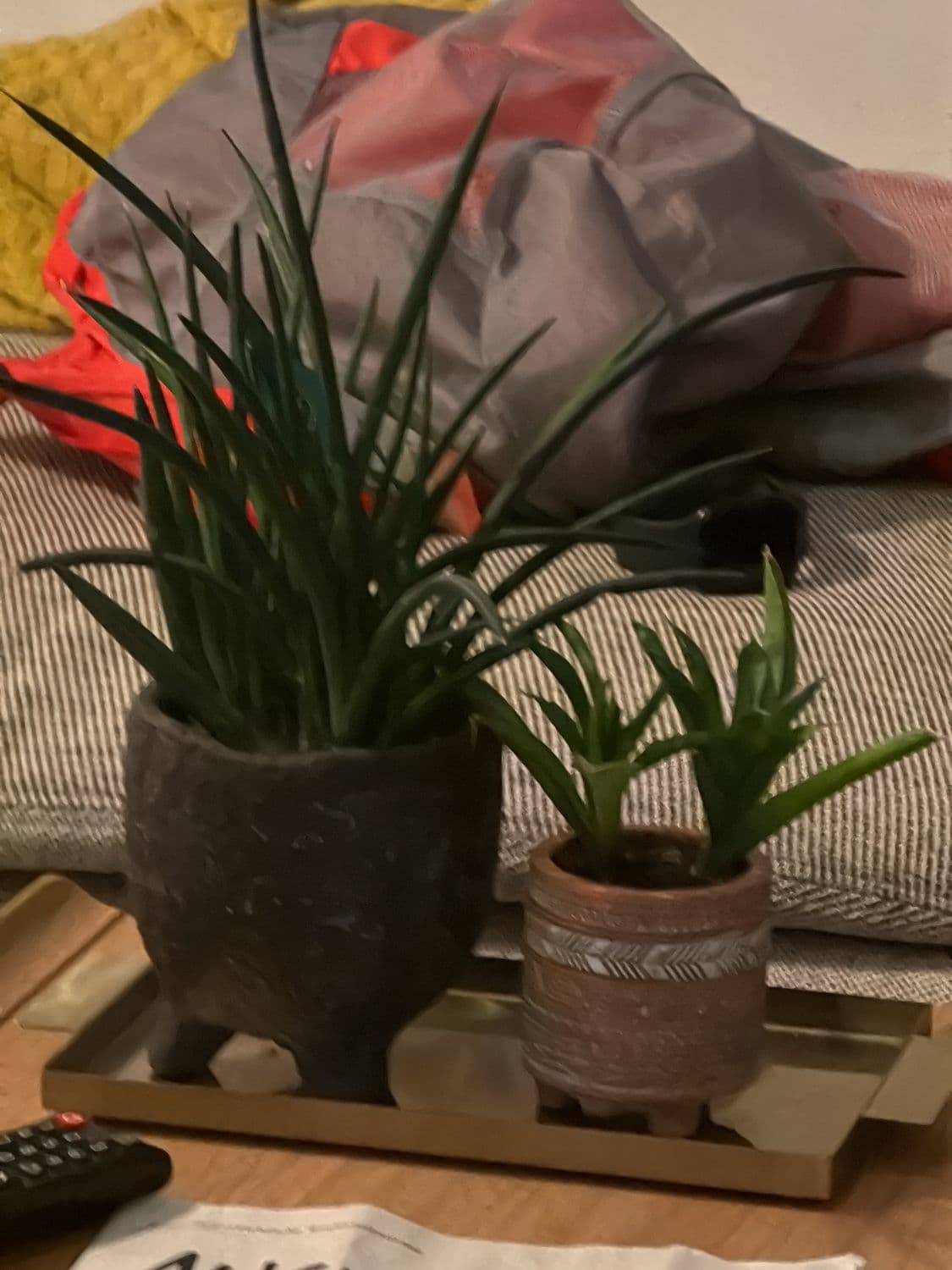 2 Dekorative Keramiktöpfe mit Sukkulenten/Gräsern im Boho-Stil 2