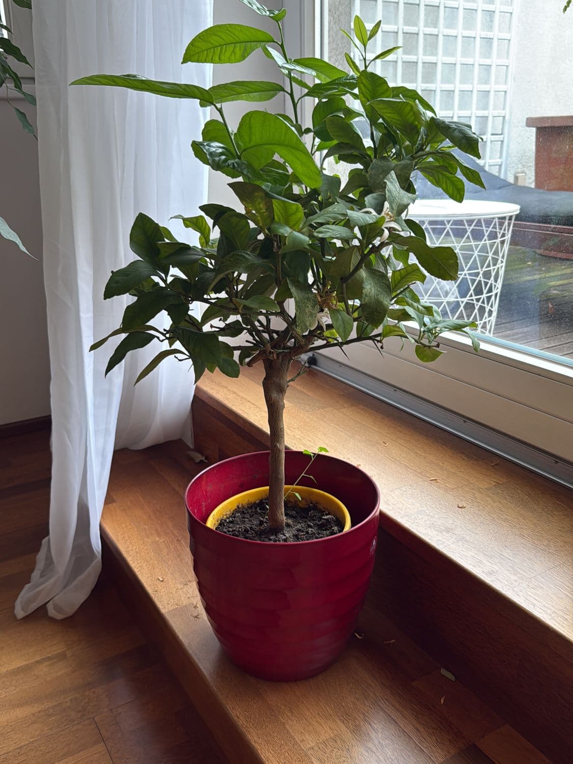 Lemon/Citrus Tree in Red Ceramic Pot - Indoor Flowering Plant