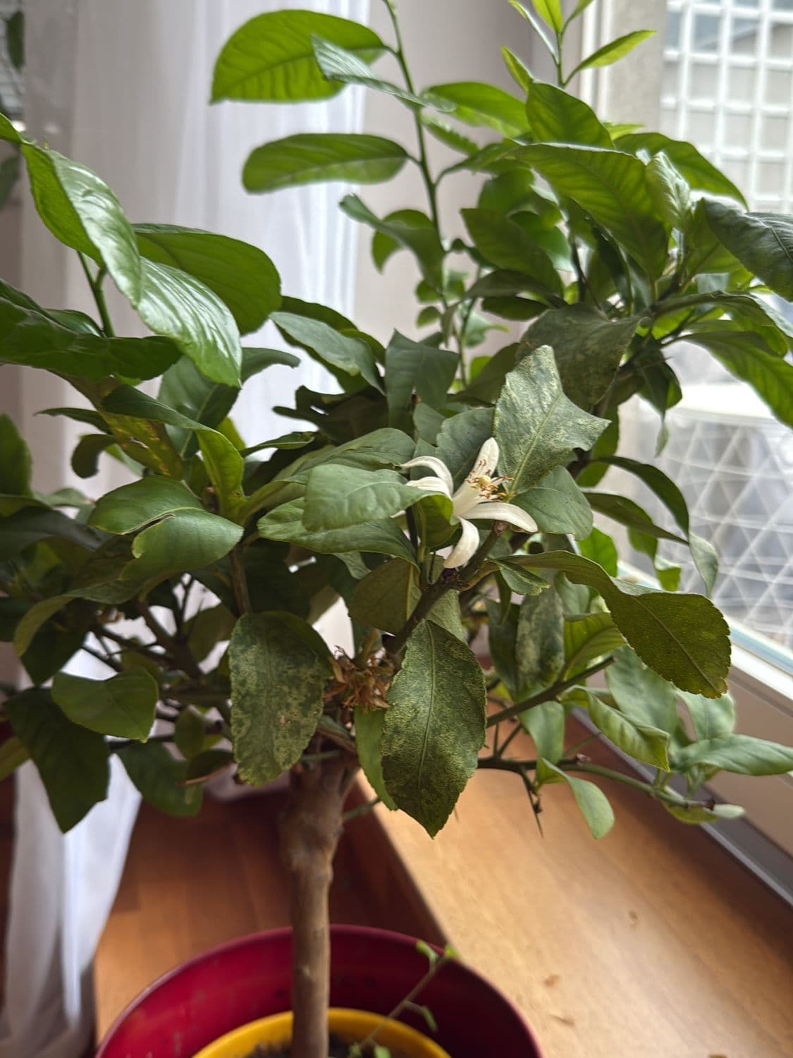 Lemon/Citrus Tree in Red Ceramic Pot - Indoor Flowering Plant 2