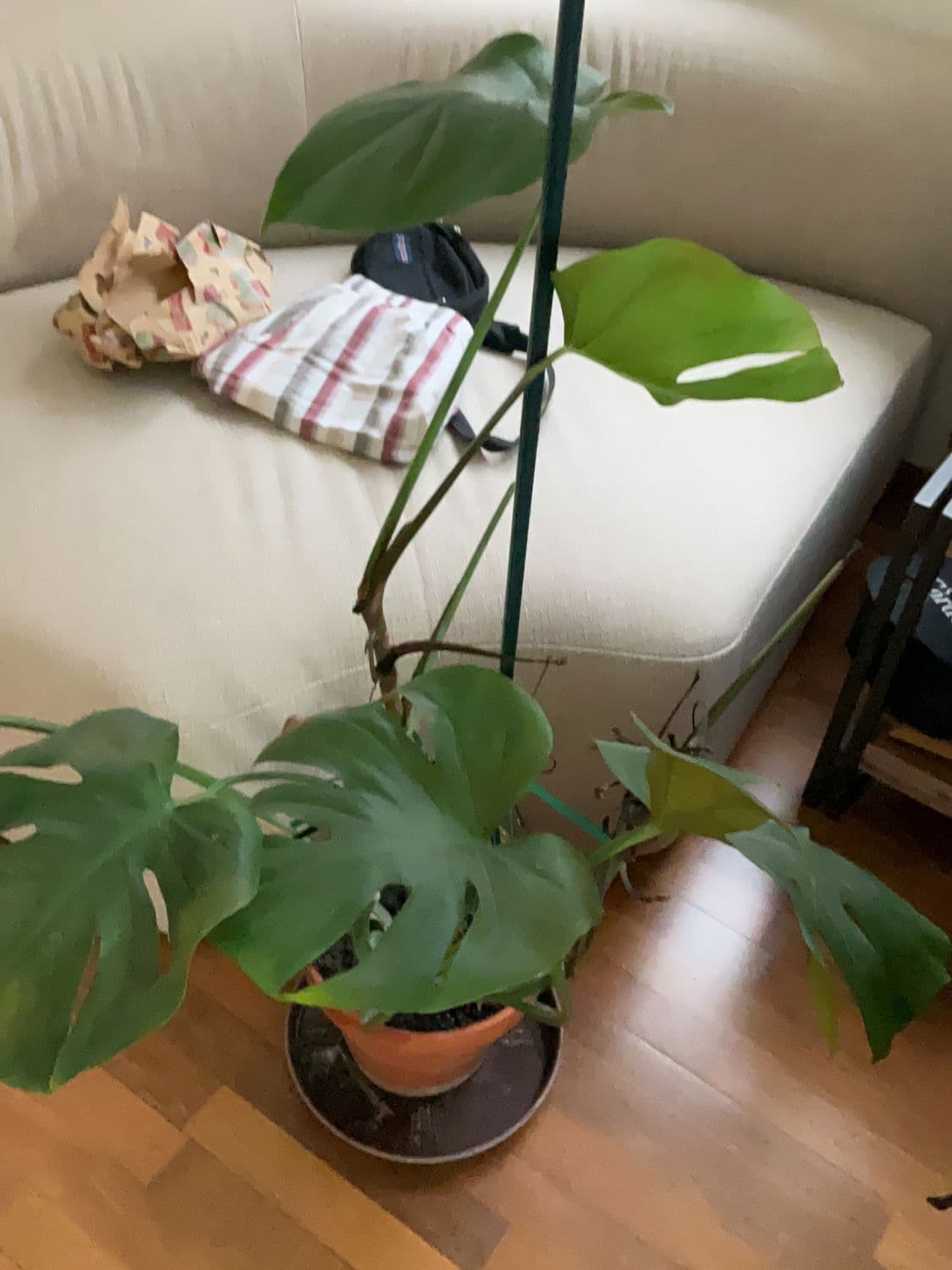 Healthy Monstera Deliciosa Plant in Terracotta Pot 1