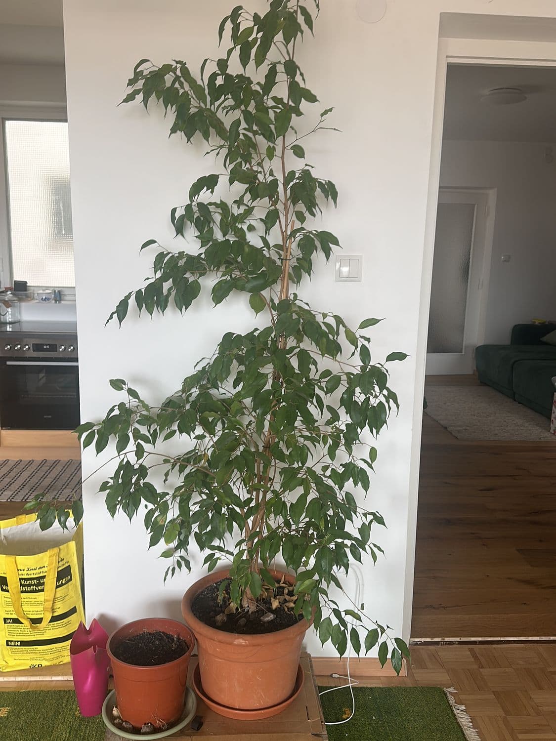 Tall Indoor Plant in Terracotta Pot - Approximately 2m Height