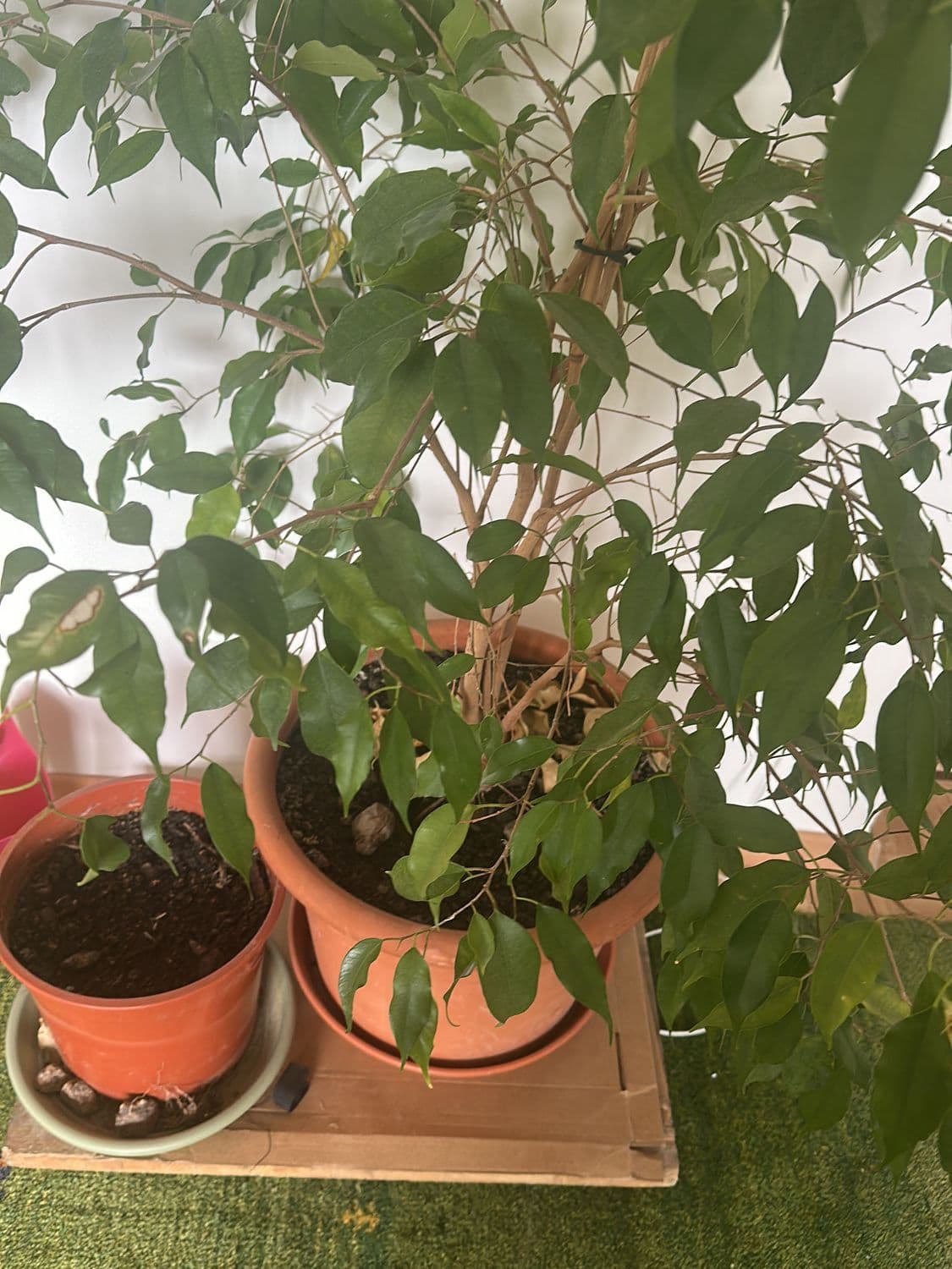 Tall Indoor Plant in Terracotta Pot - Approximately 2m Height 2