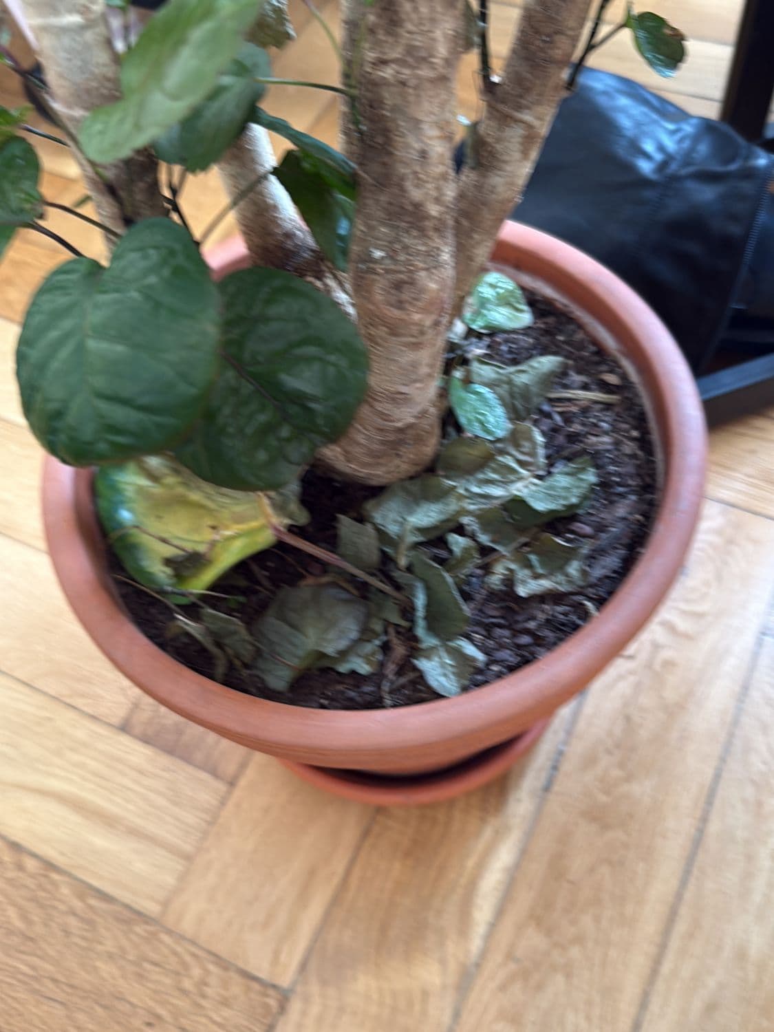 Potted Houseplant with Heart-Shaped Leaves in Terracotta Pot 2