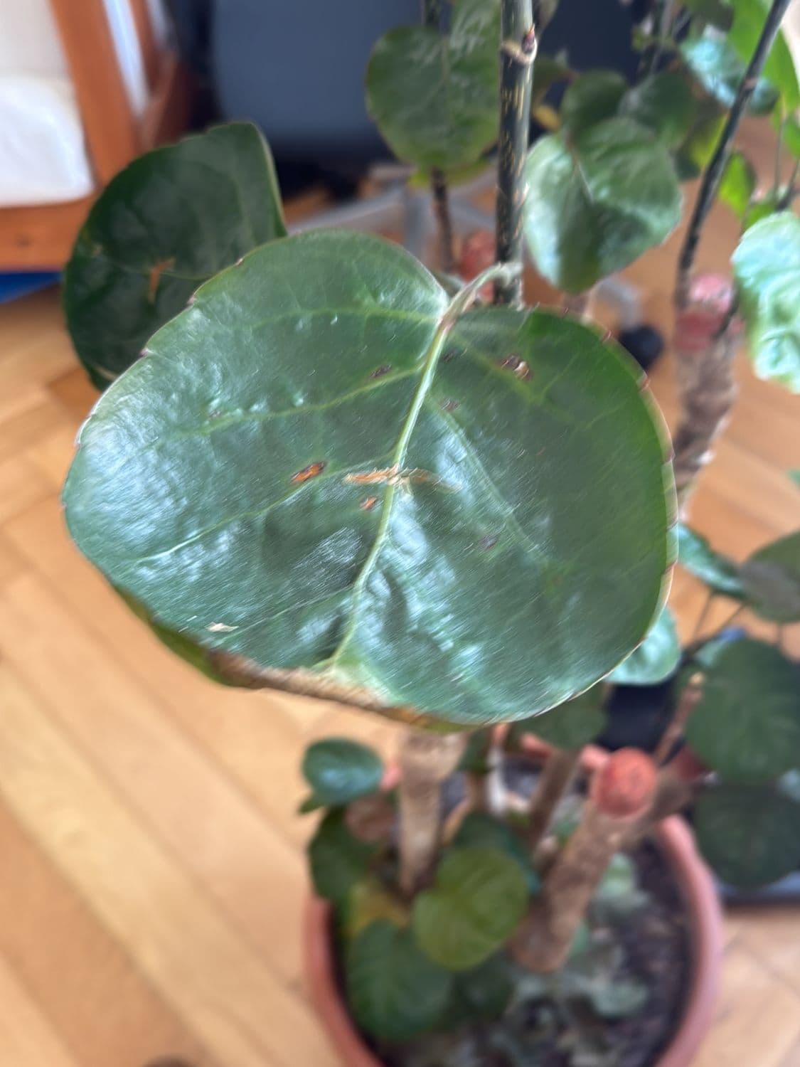 Potted Houseplant with Heart-Shaped Leaves in Terracotta Pot 3