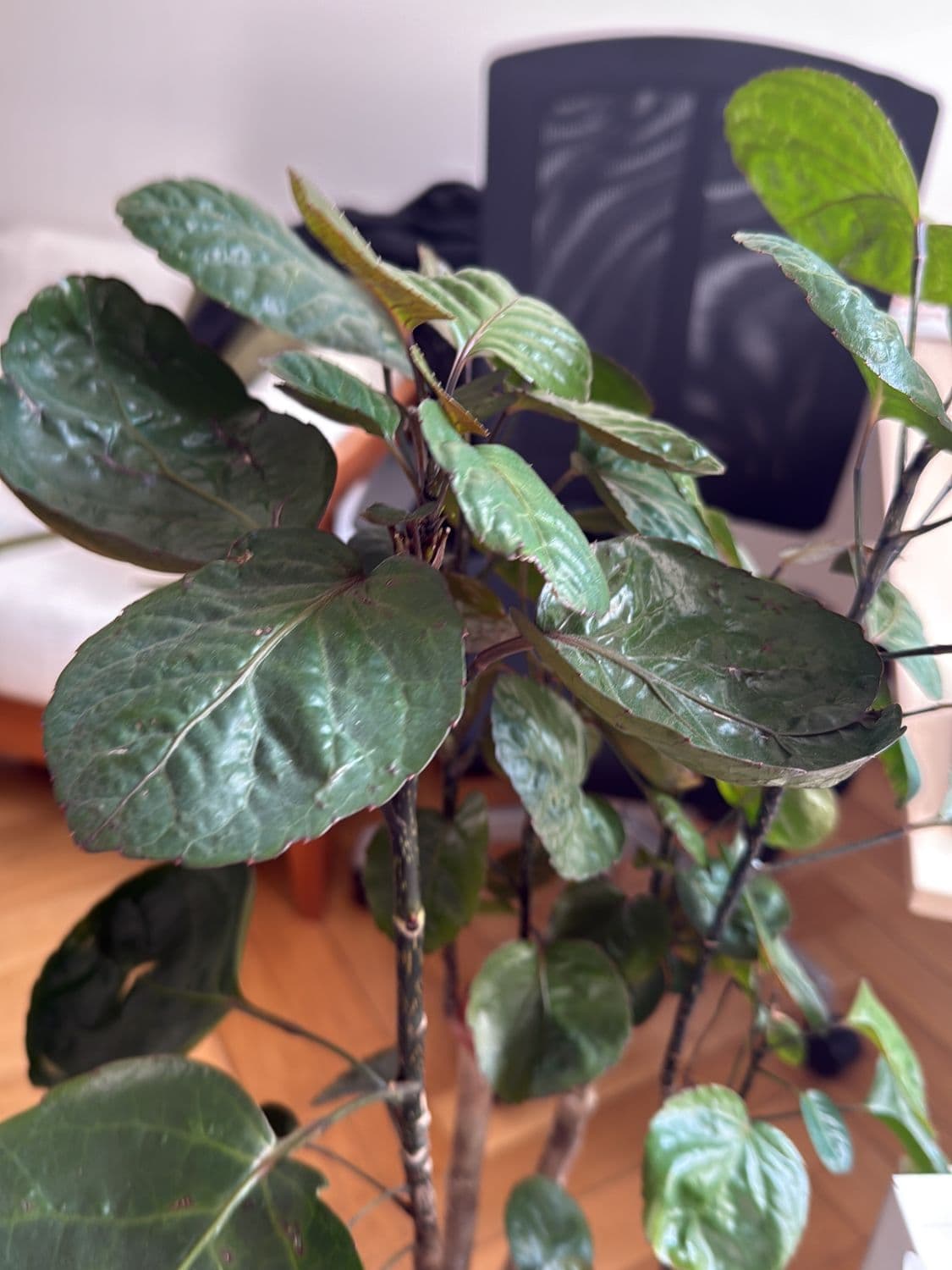Potted Houseplant with Heart-Shaped Leaves in Terracotta Pot 4