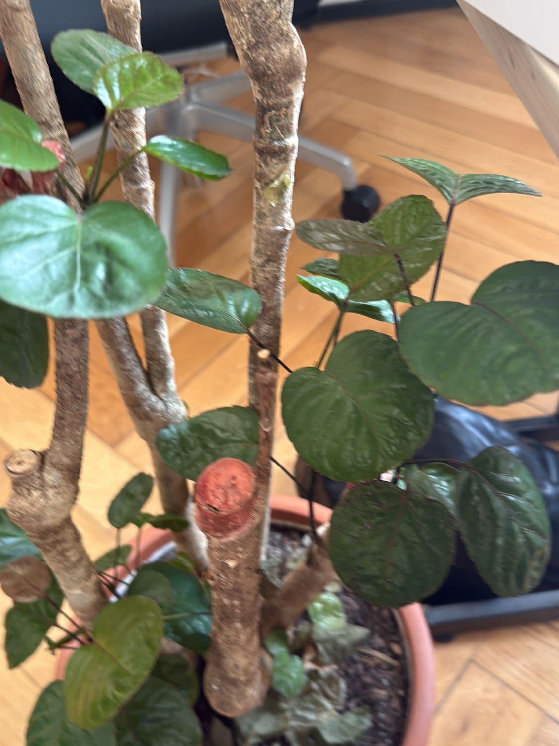 Potted Houseplant with Heart-Shaped Leaves in Terracotta Pot 5