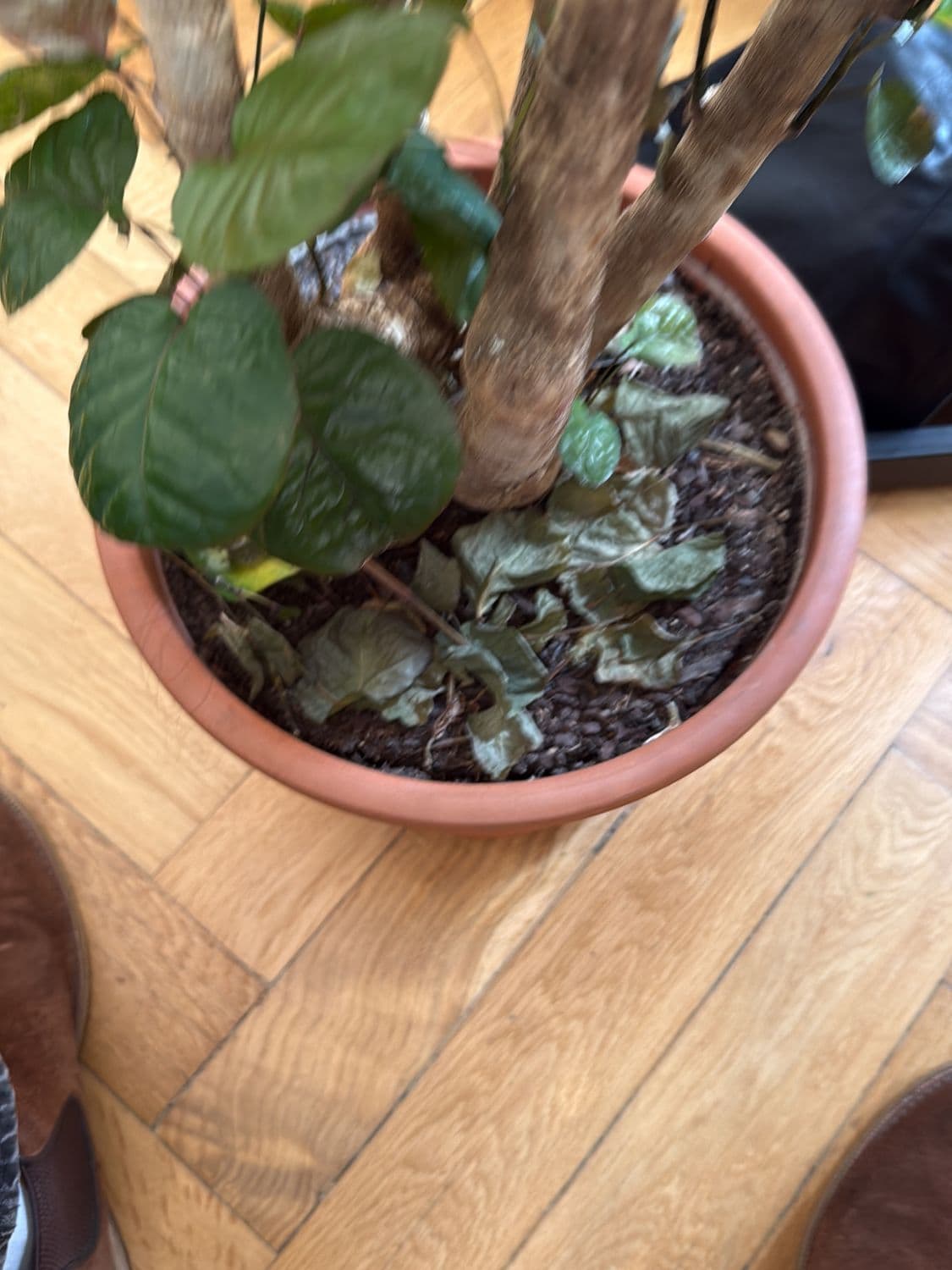 Potted Houseplant with Heart-Shaped Leaves in Terracotta Pot 6